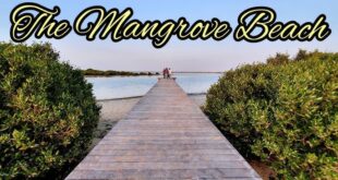 All About Umm Al Quwain Mangrove Beach and Forests of the UAE