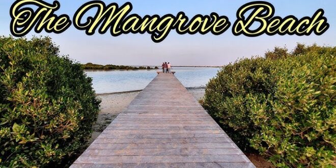 All About Umm Al Quwain Mangrove Beach and Forests of the UAE