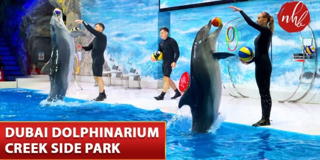 dubai dolphinarium